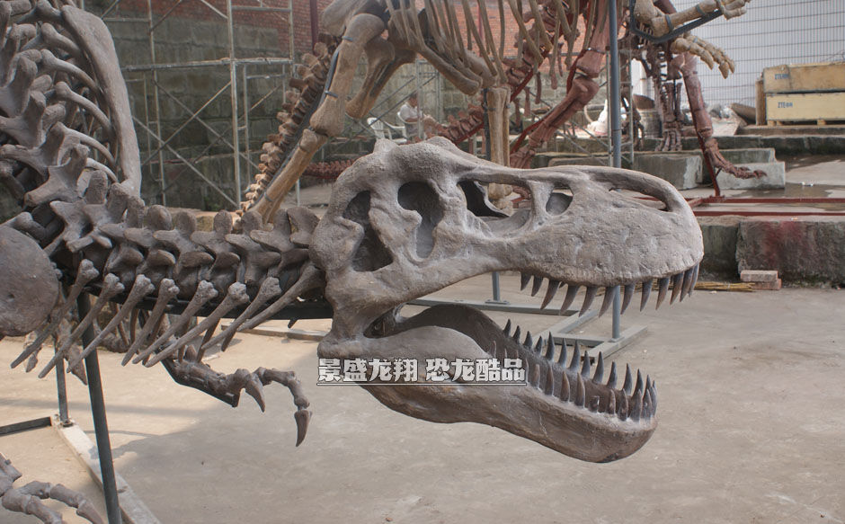 大型恐龙化石复制品
