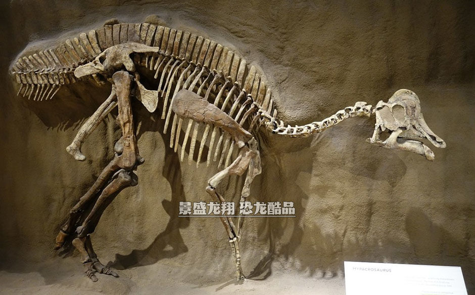史前动物化石展品