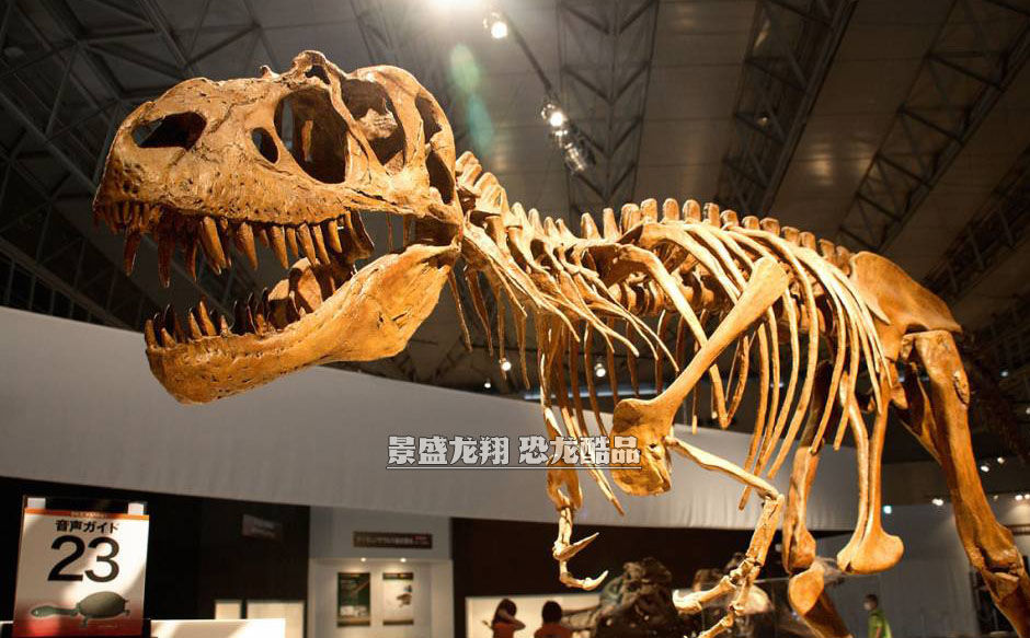 博物馆恐龙骨架